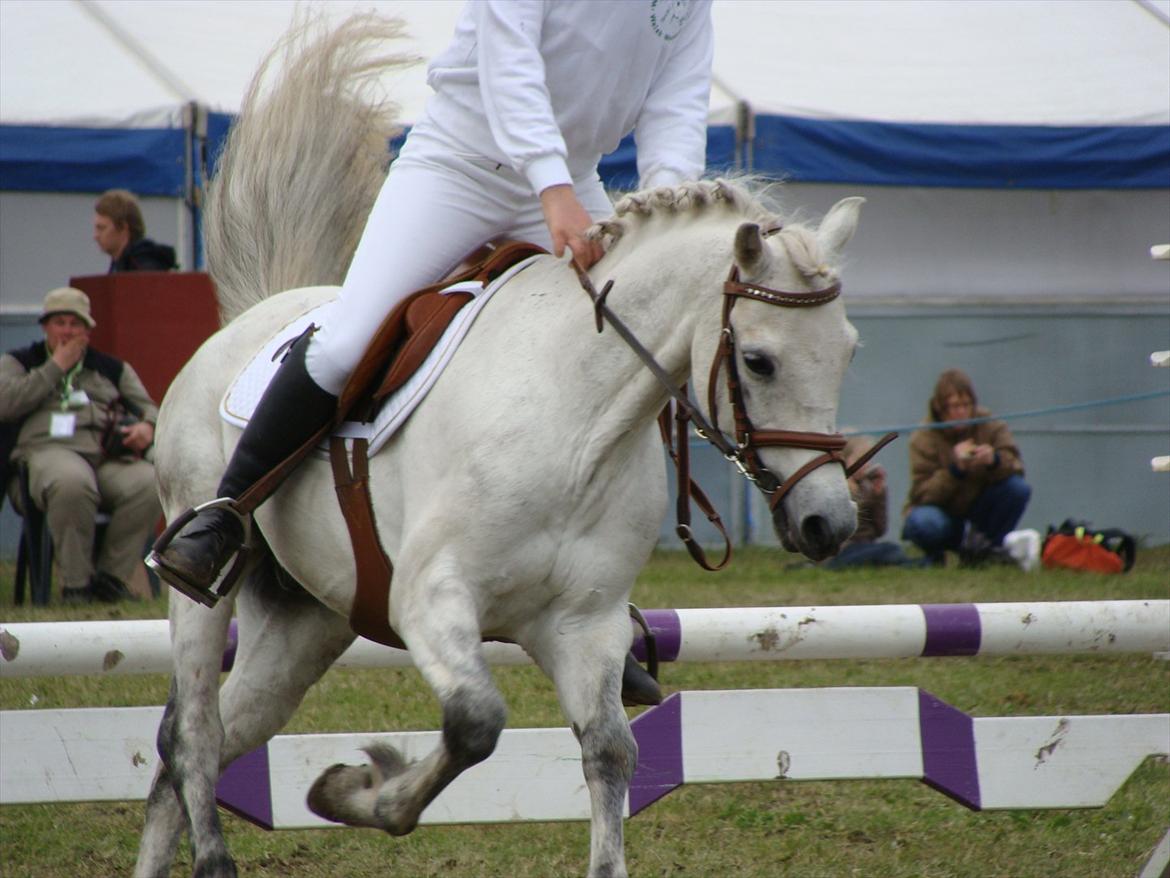 Welsh Pony (sec B) Skovbjergs Choice billede 11