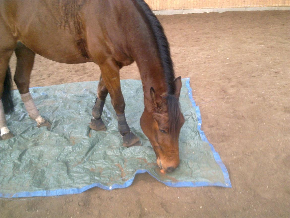 Anden særlig race Alonso billede 7