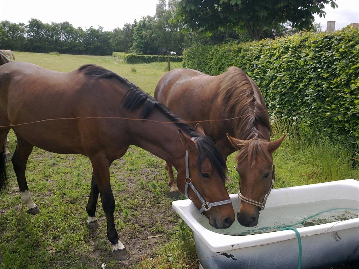 Anden særlig race Alonso billede 8