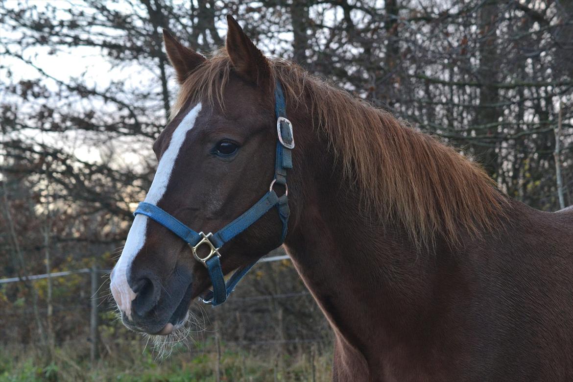 Appaloosa SSF Mr. Snip N Go billede 12