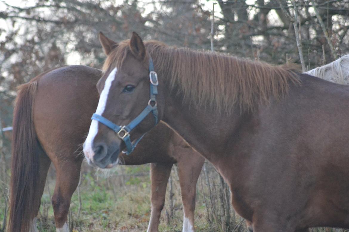 Appaloosa SSF Mr. Snip N Go billede 13