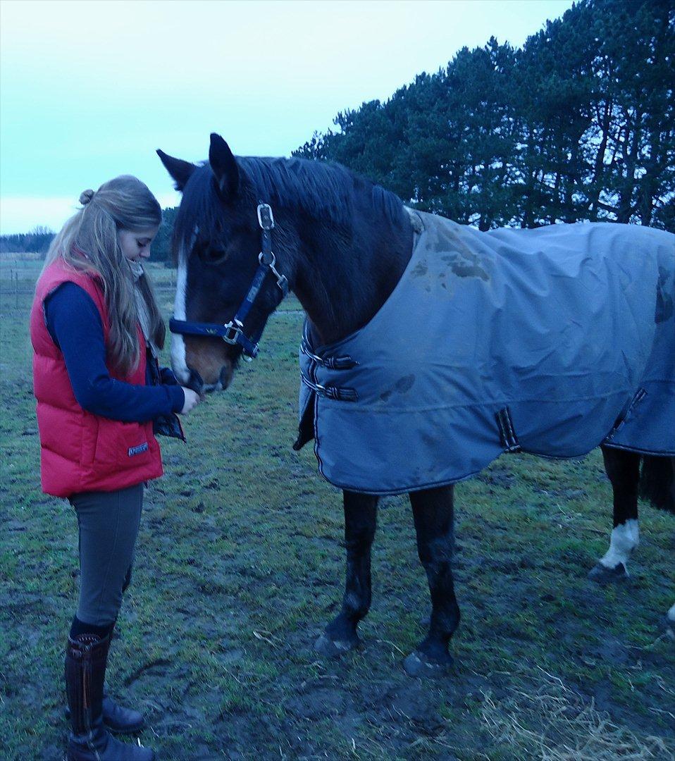 Dansk Varmblod Chivas-L *tidligere hest* - Chivas og Amalie. billede 1