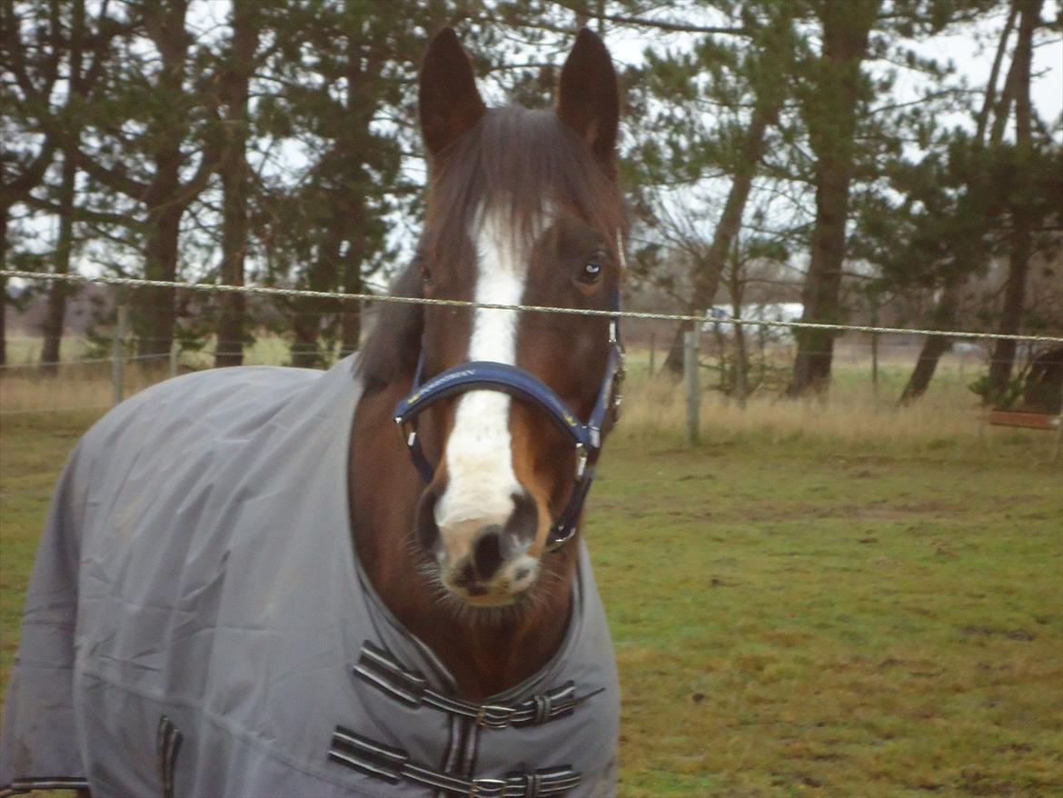 Dansk Varmblod Chivas-L *tidligere hest* - smukke pigen. billede 2