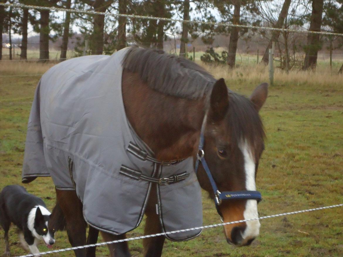 Dansk Varmblod Chivas-L *tidligere hest* - Chivas og vores border collie Eddy. billede 3