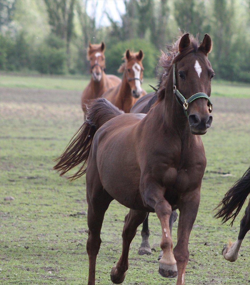 Sportsaraber (A) kashmir billede 18