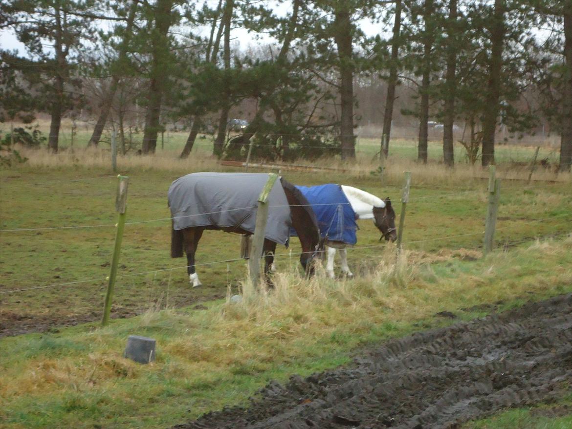 Dansk Varmblod Chivas-L *tidligere hest* - amalies chivas og min kiowa. billede 5