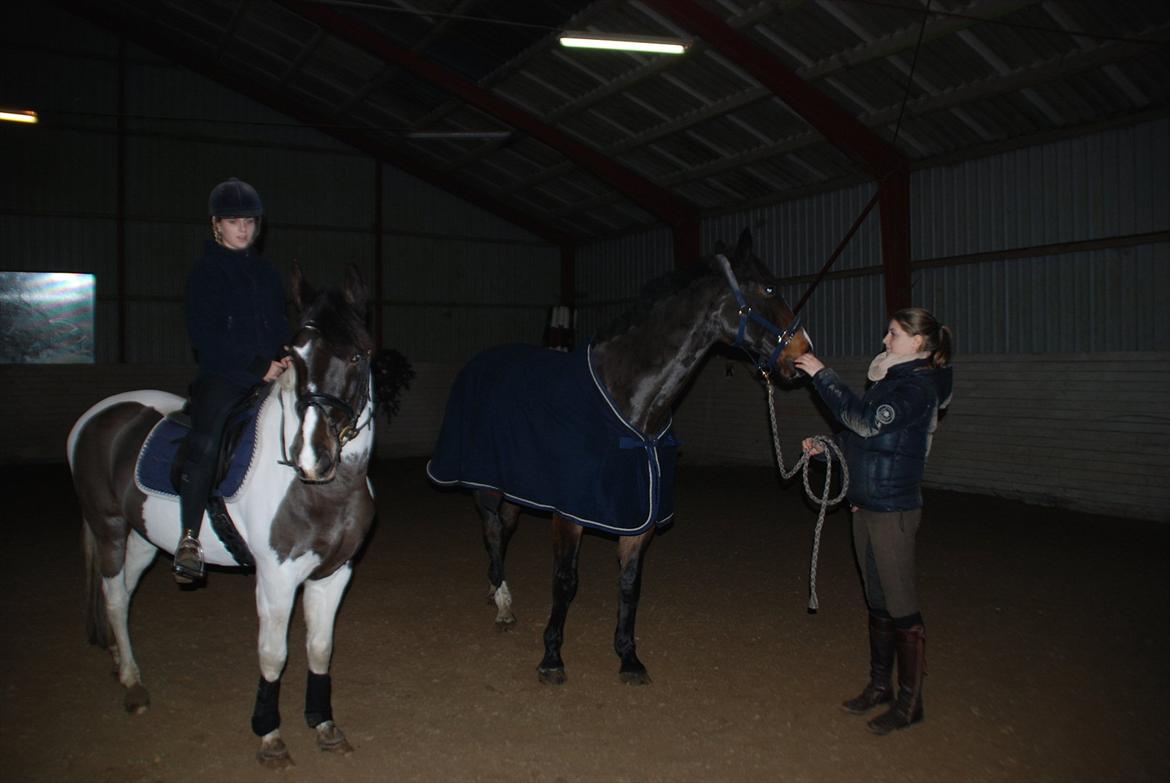 Dansk Varmblod Chivas-L *tidligere hest* - kiowa og Chivas <3 billede 6