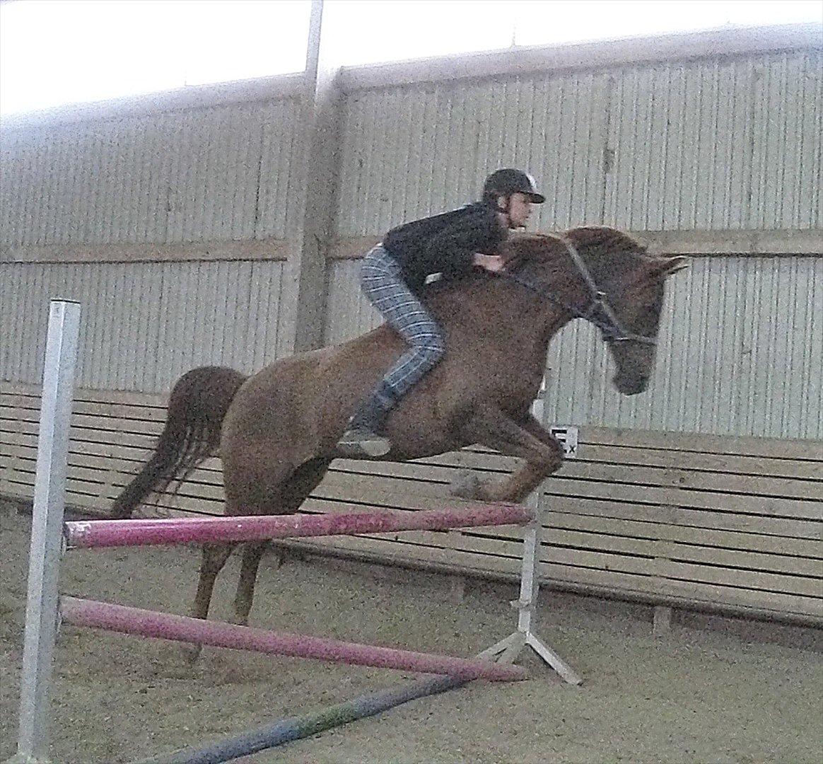 Sportsaraber (A) kashmir billede 19