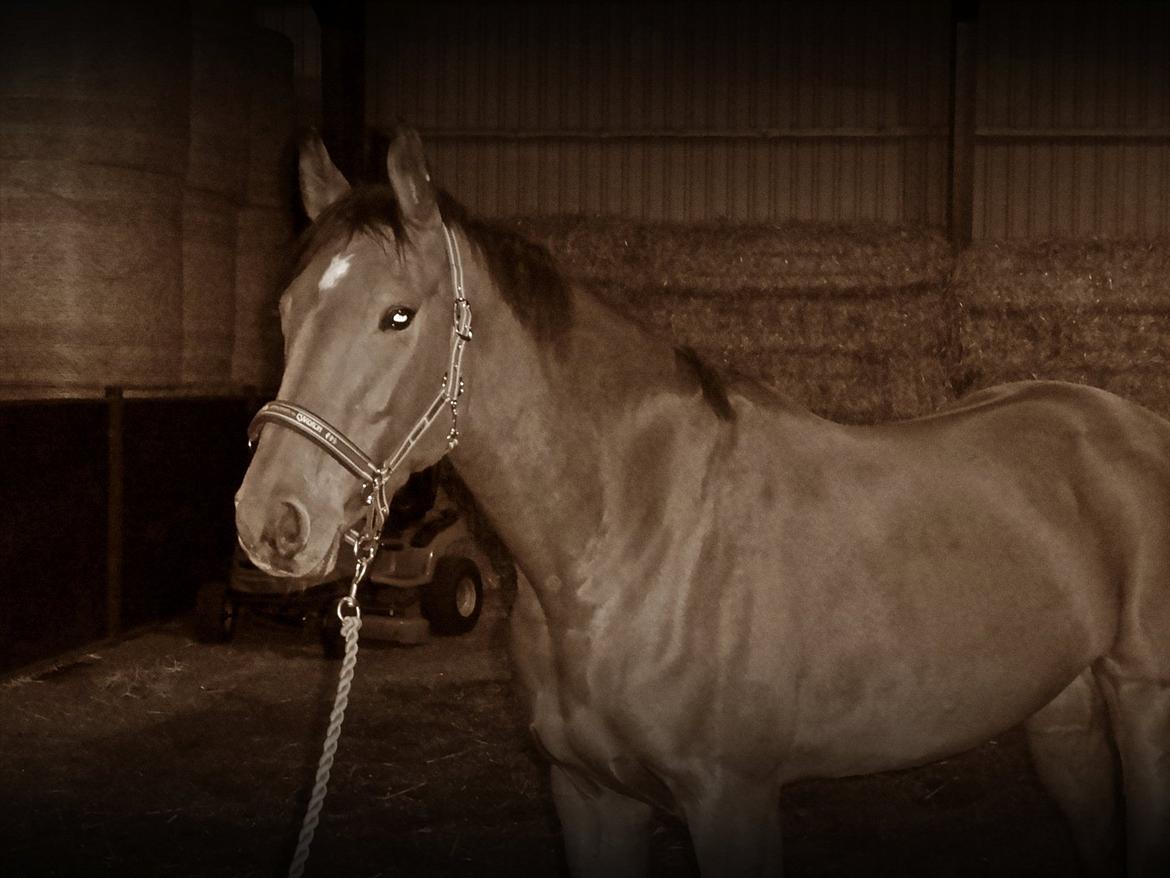 Dansk Varmblod Ninet (Horzie) - Ninet.. billede 1