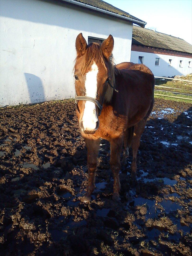 Anden særlig race Dixie - Dixie 2 år billede 13