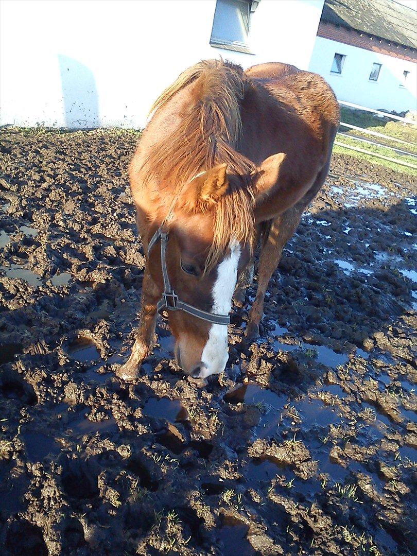 Anden særlig race Dixie - Dixie 2 år billede 12