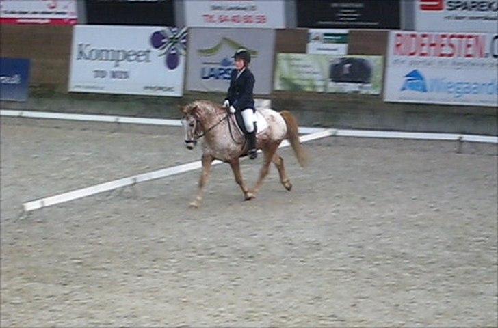 Anden særlig race Jolly Jumper - Jolly og jeg i en LC1 - Billedet er taget ud af en video! billede 15