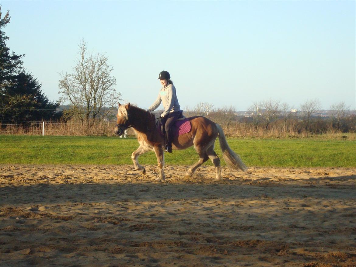 Tyroler Haflinger Nam Nam *DrØmMePoNyEn*  - Efter lang tid :-) billede 13