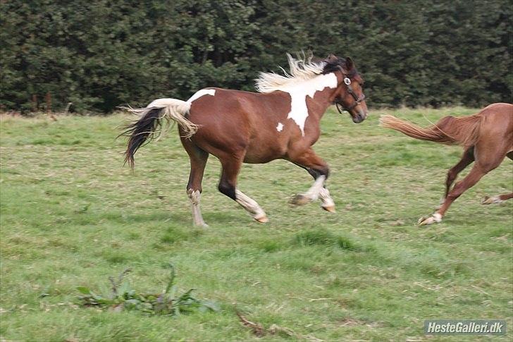 Pinto *Casino* - HINGST - Billedet er lånet af tidligere ejer - Nadja billede 11