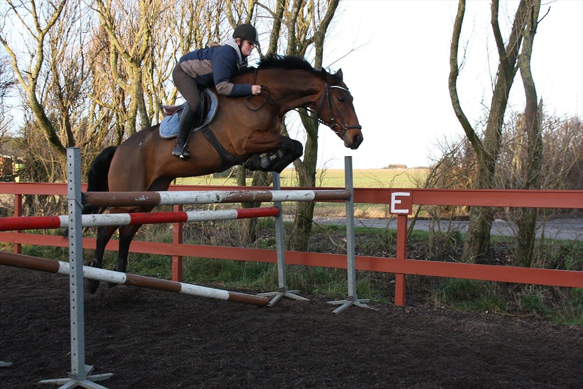 Anden særlig race Greta Alfarvad Z billede 6