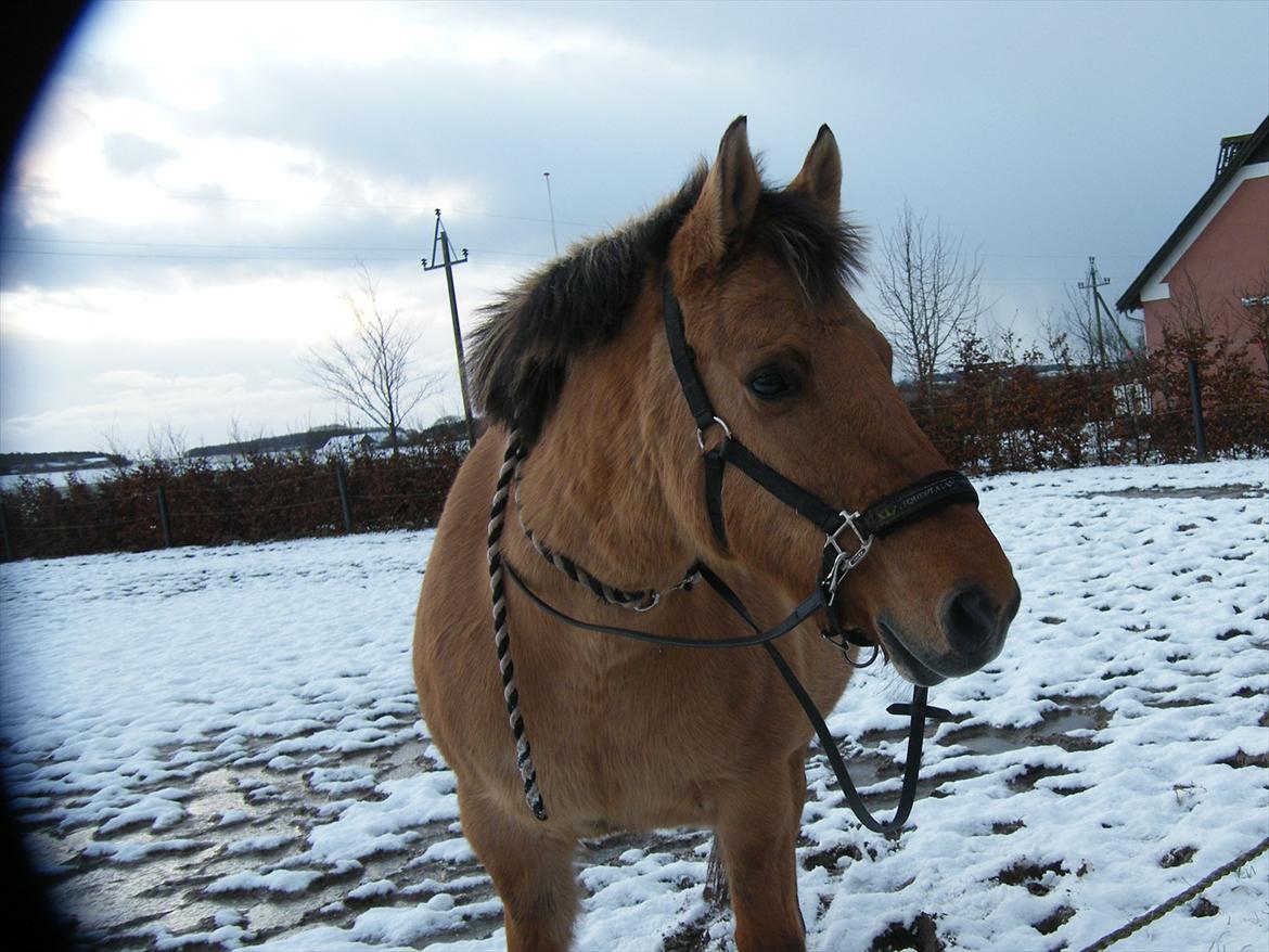 Anden særlig race Cajsa<3! *SOLGT :(* - December 2011, den ene dag der var sne :P billede 10