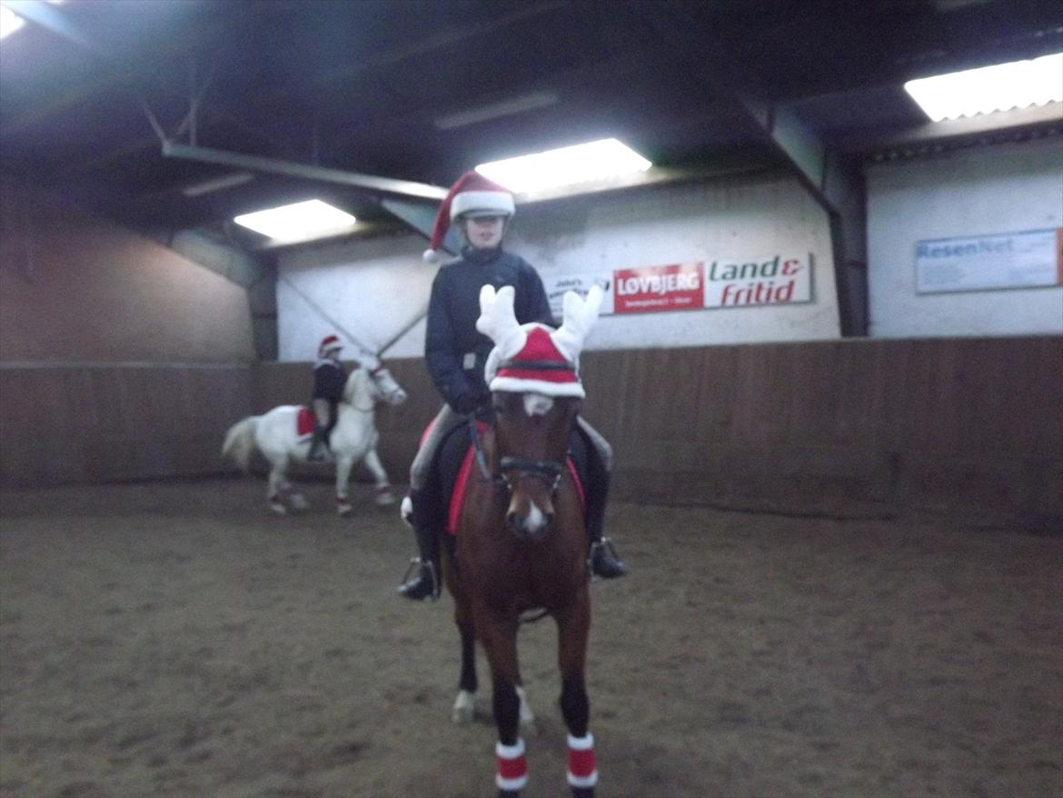 Welsh Pony (sec B) Kastaniegårdens Askepot-Potte<3 - I will miss you¤ Juleridning på juleaftens dag. Foto:mor billede 13