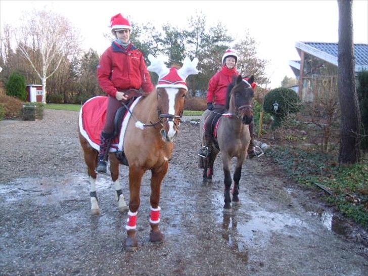 Welsh Partbred (Sec F) Kublai Klan billede 12