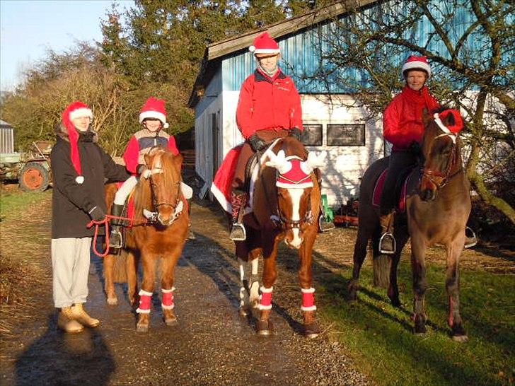 Welsh Partbred (Sec F) Kublai Klan - *Mine billeder må ikke tages uden tilladelse!* billede 13