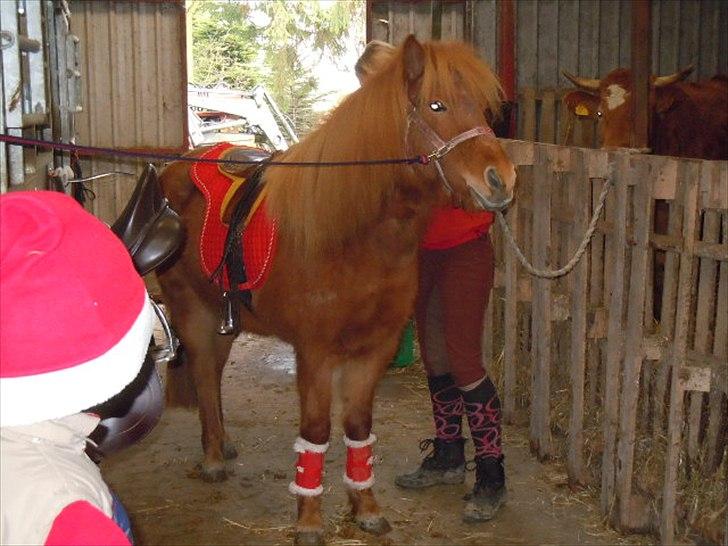 Islænder Frida - Så skal der spændes gjord .. billede 15