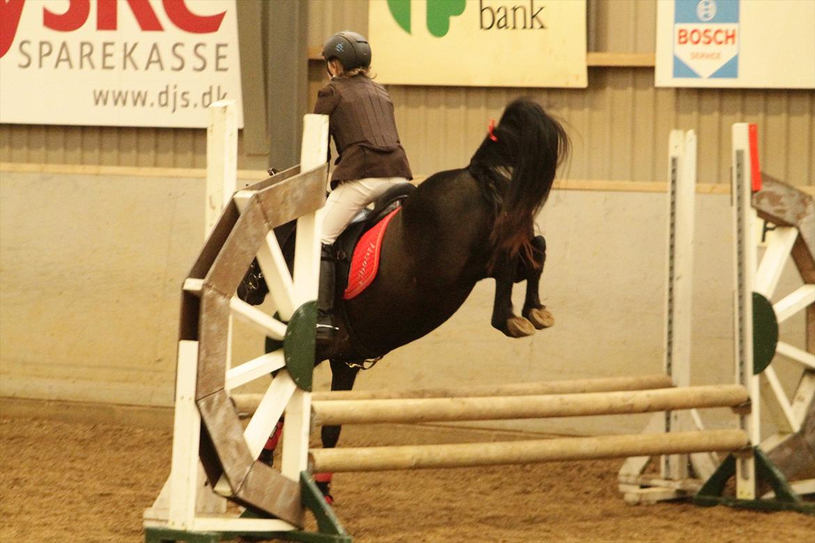 Welsh Mountain (sec A) * * * *Chanti* * * * my prinses ever <3<3<3<3<3333 - GODE BAGBEN!!!!!!!!!! billede 15