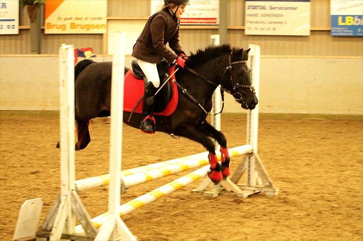 Welsh Mountain (sec A) * * * *Chanti* * * * my prinses ever <3<3<3<3<3333 billede 16