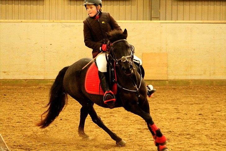 Welsh Mountain (sec A) * * * *Chanti* * * * my prinses ever <3<3<3<3<3333 billede 17