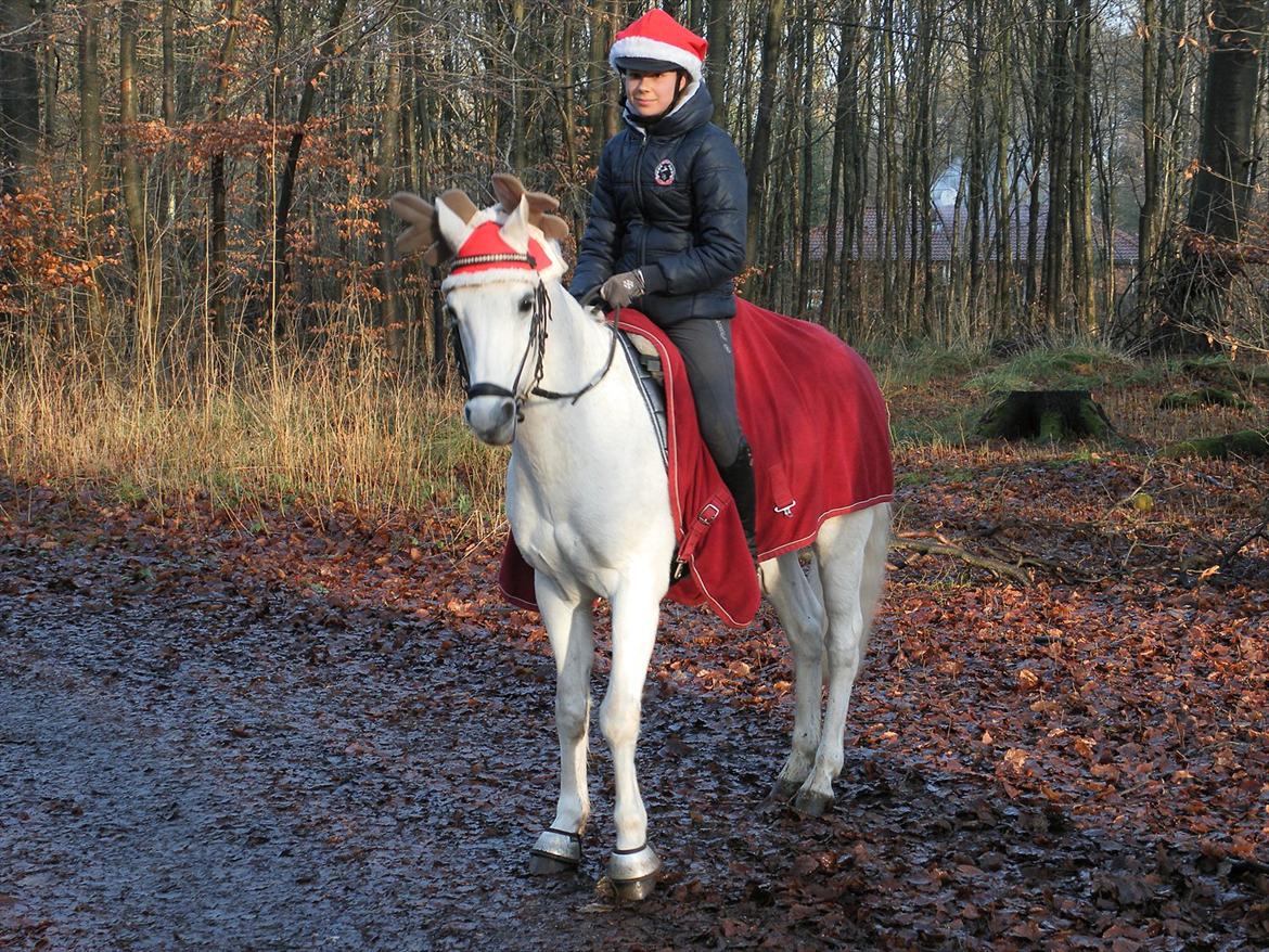 Welsh Pony (sec B) Bohemo Greco - Cursing me, boy you played through my mind like a symphony
There’s no way to describe what you do to me
You just do to me, what you do
And it feels like I’ve been rescued
I’ve been set free
I am hyptonized by your destiny
You are magical, lyrical..♥♥ billede 11