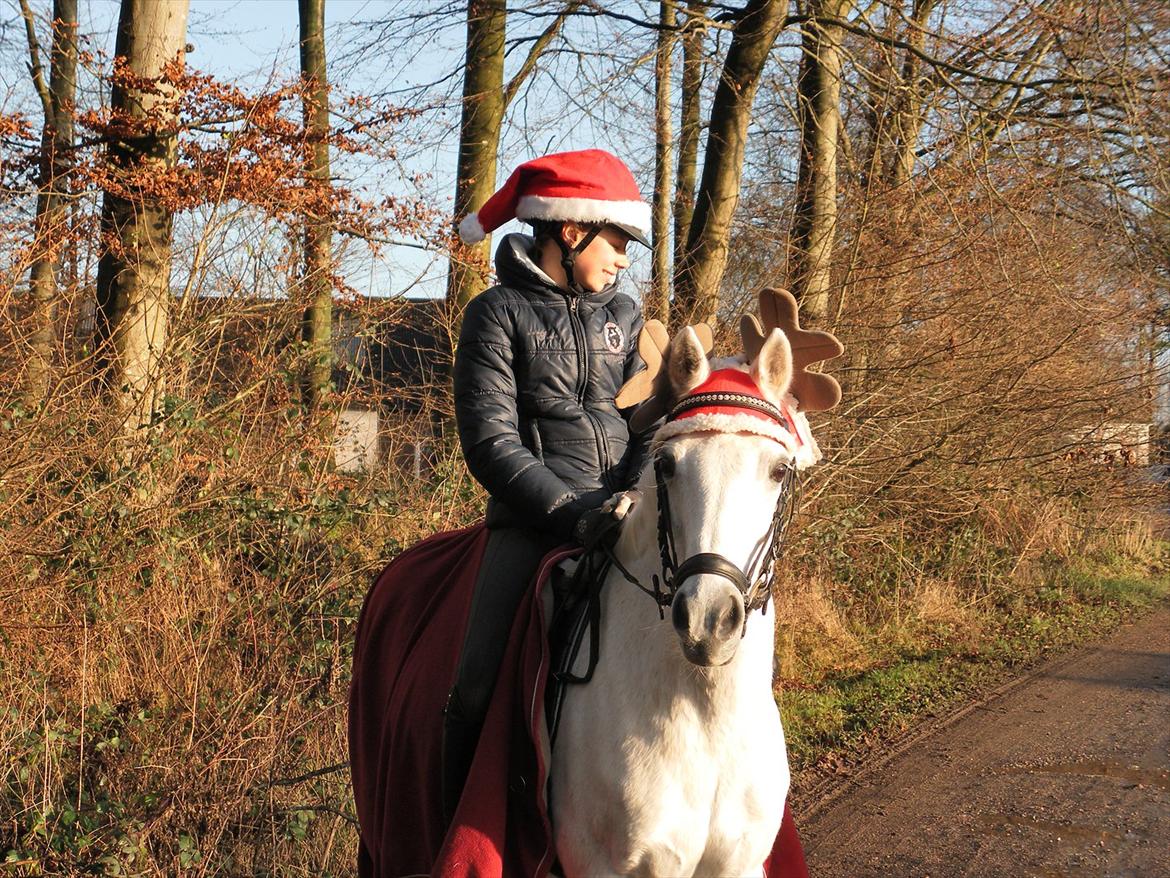 Welsh Pony (sec B) Bohemo Greco - Hvor er mine rensdyr-venner?? billede 12