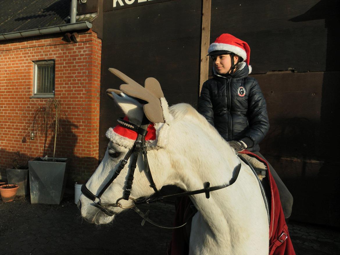 Welsh Pony (sec B) Bohemo Greco - Juuuuuuul!!!! billede 13