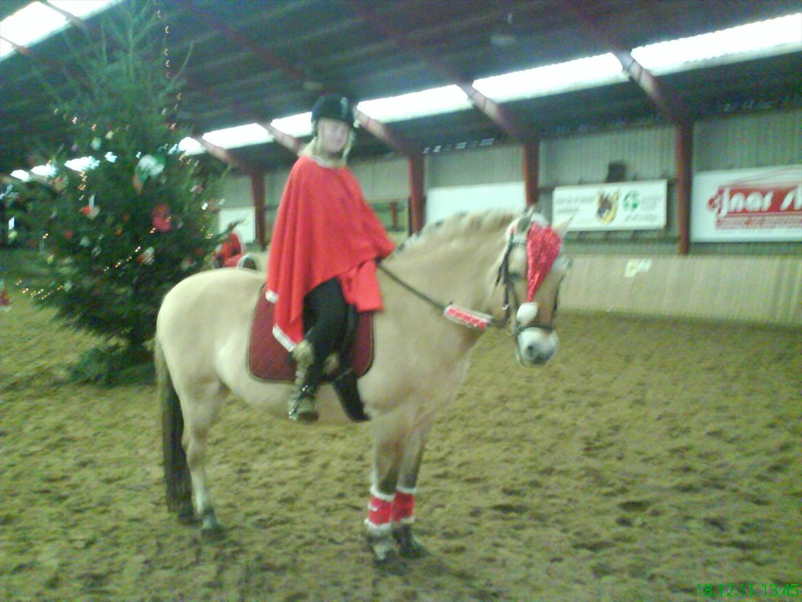 Fjordhest Buller billede 3