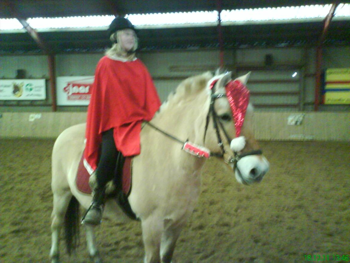 Fjordhest Buller billede 6