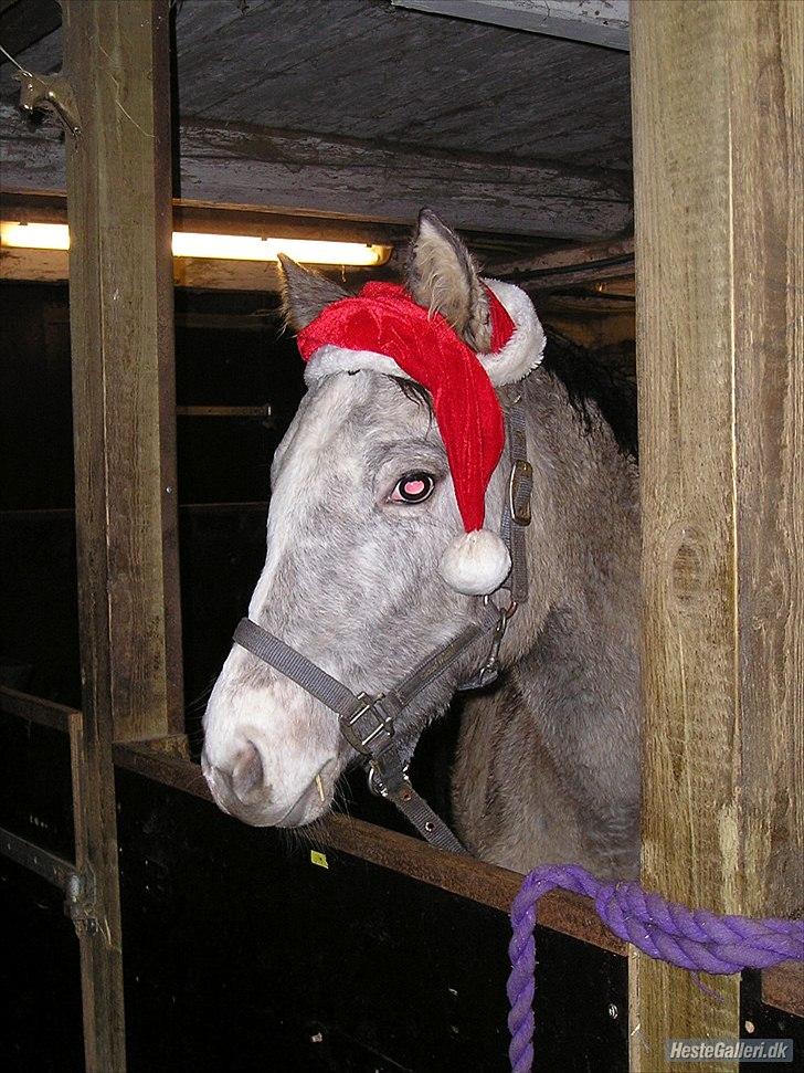 Appaloosa Kachina Cloud - Den sødeste julehilsen : ) billede 14