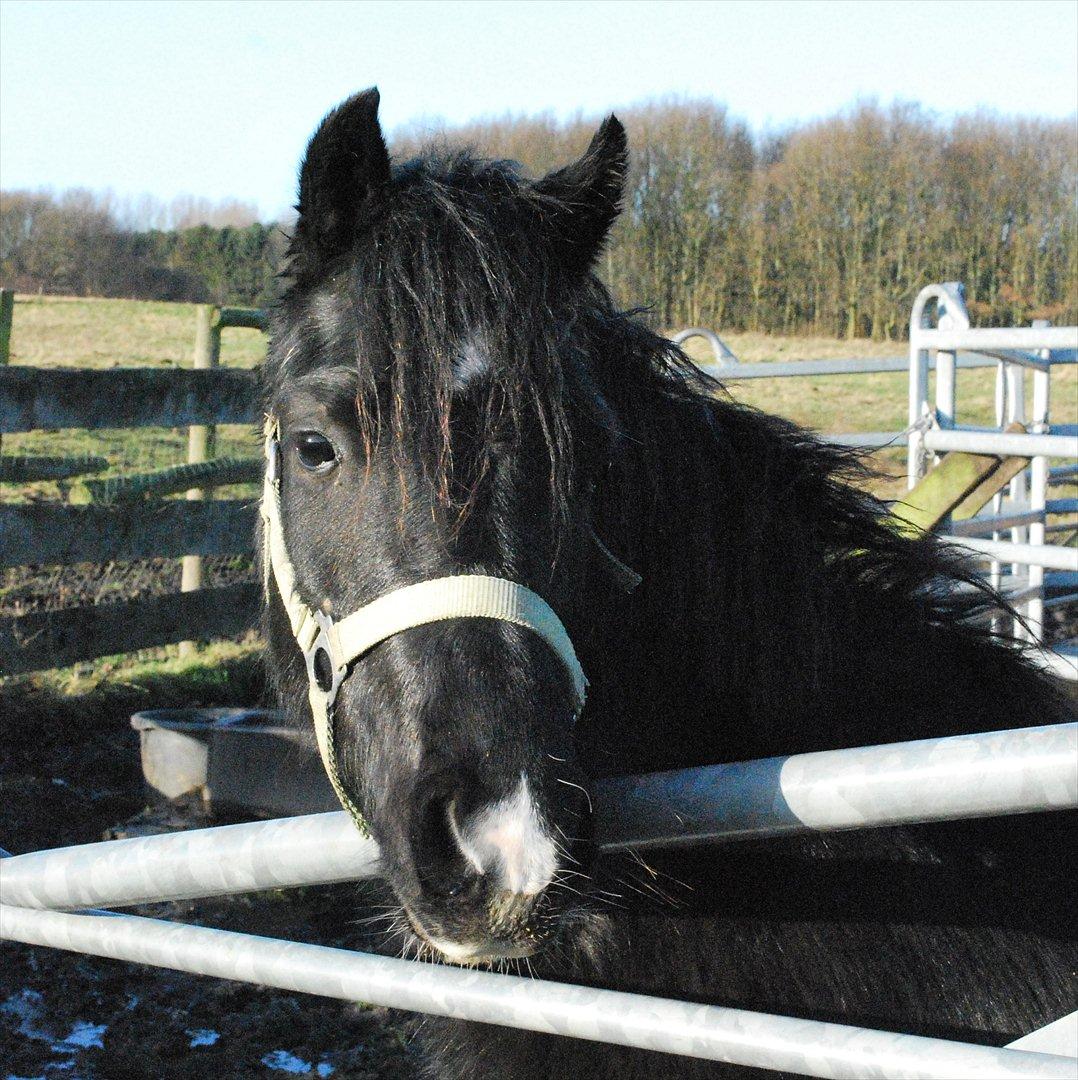 Welsh Pony af Cob-type (sec C) Queen Gabbi - SOLGT - billede 8