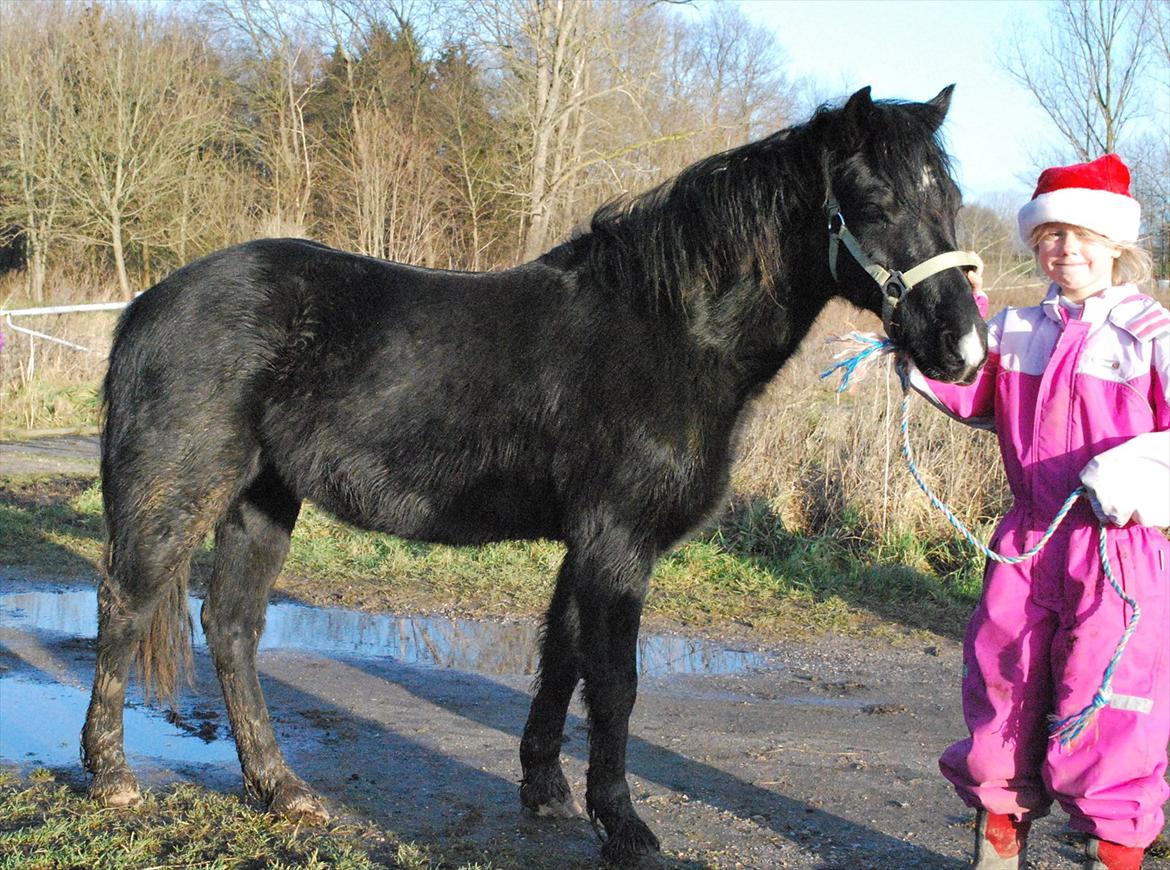 Welsh Pony af Cob-type (sec C) Queen Gabbi - SOLGT - billede 2