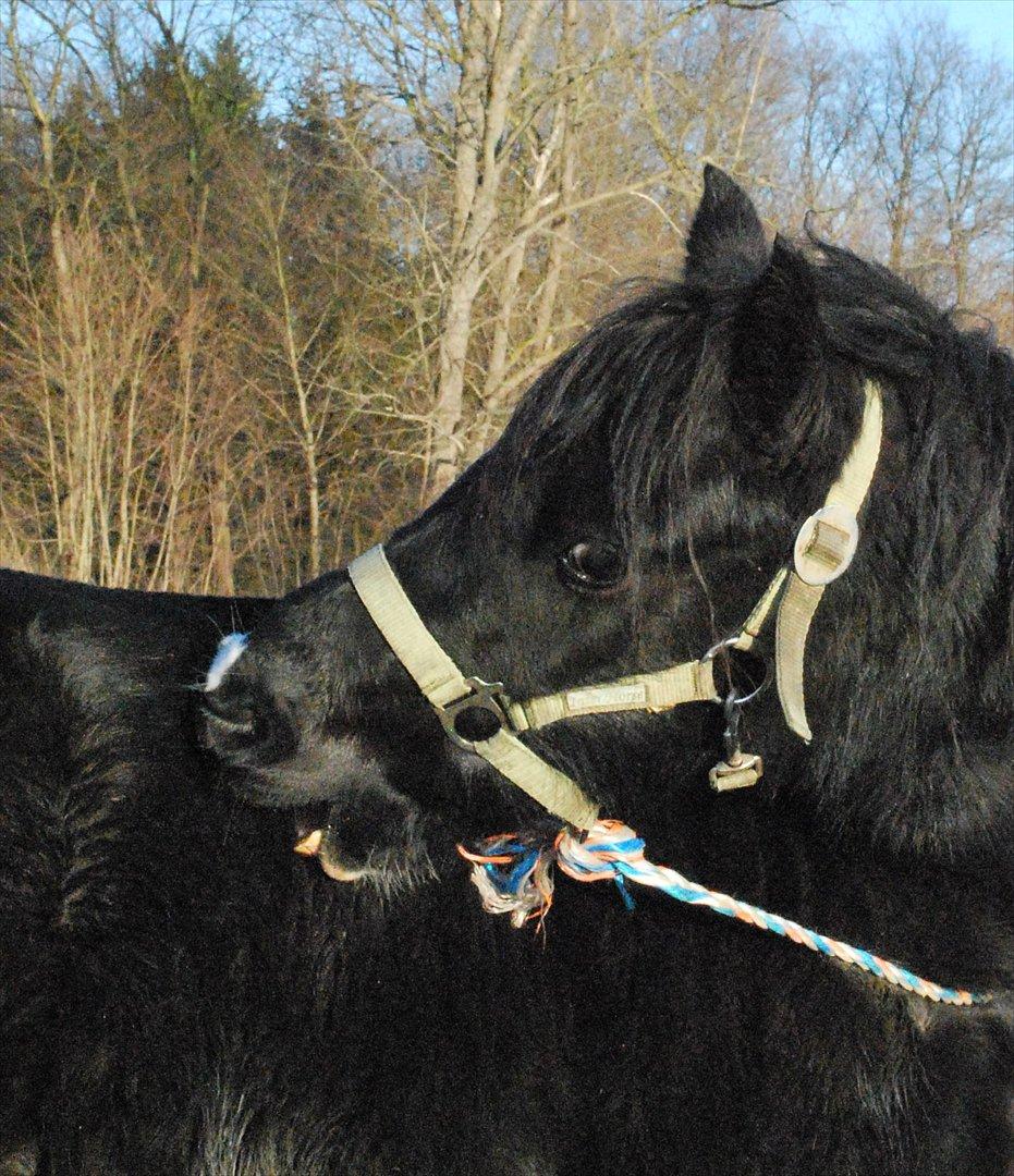 Welsh Pony af Cob-type (sec C) Queen Gabbi - SOLGT - billede 5