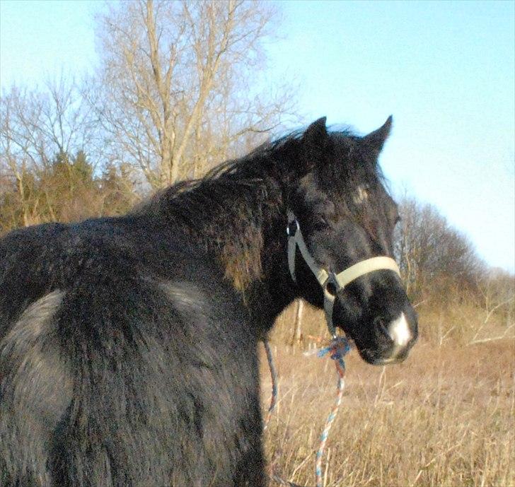 Welsh Pony af Cob-type (sec C) Queen Gabbi - SOLGT - billede 7