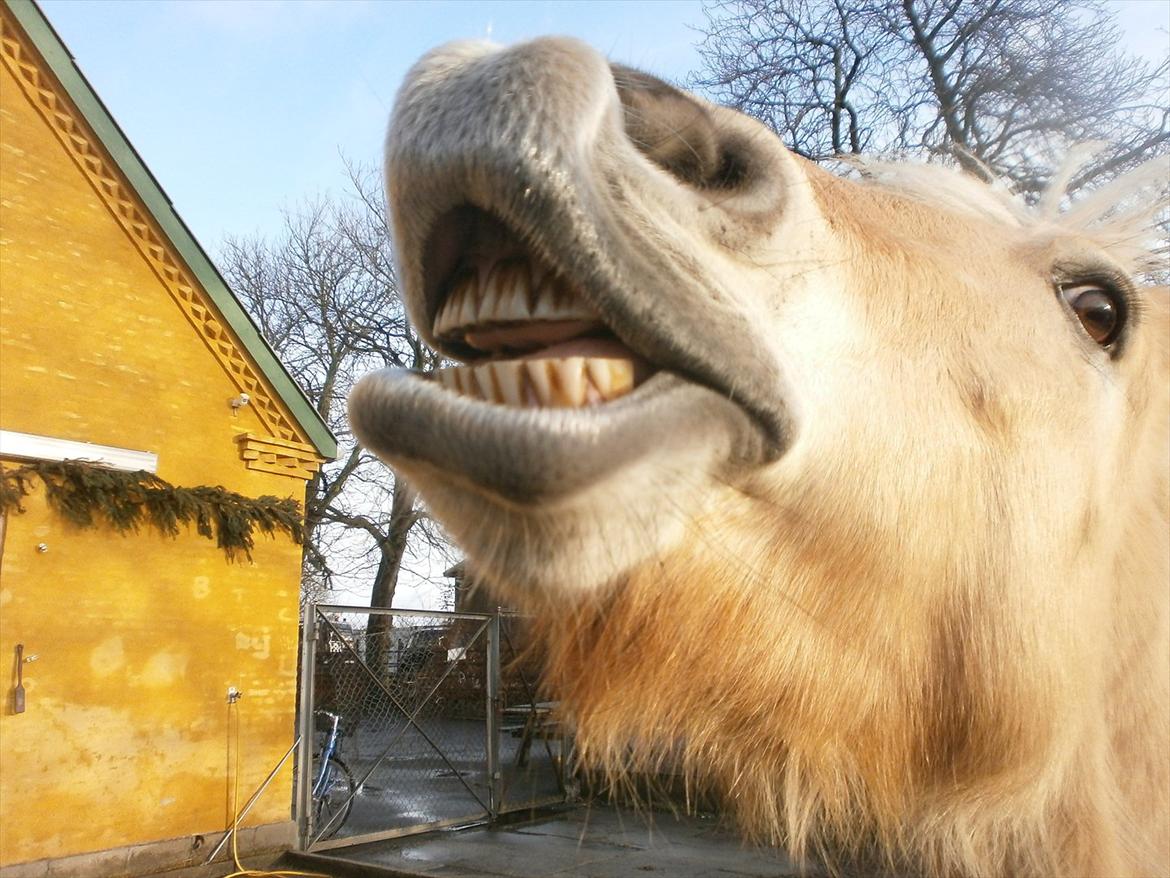 Fjordhest Hirse Stanstorp (tidl. passer) - SMIL MUSSE! ;b <3 foto: mig billede 6