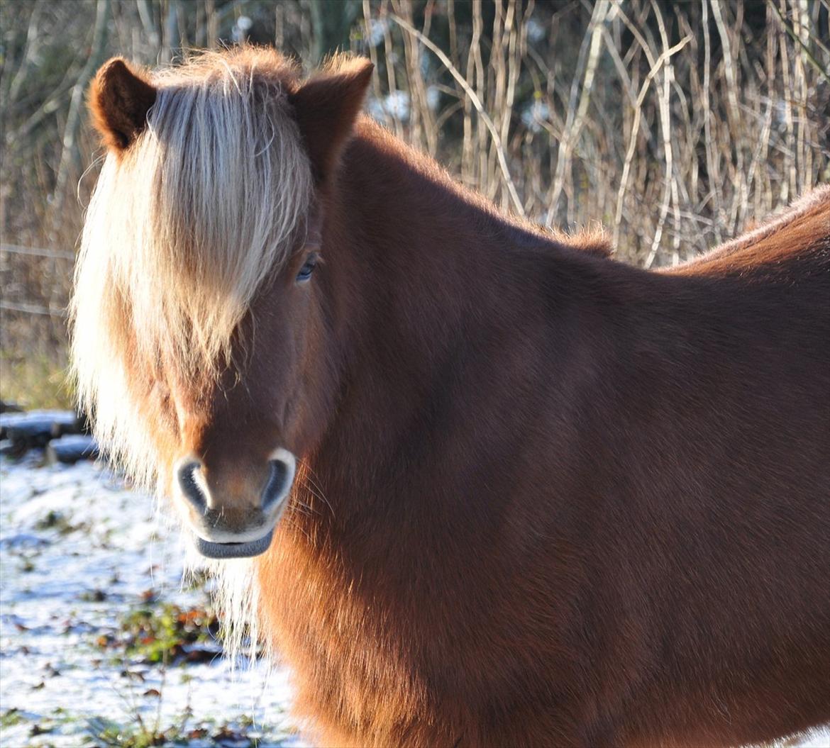 Islænder Saga fra Gl. Rye *Hvil i fred<'3* - 1 #  Elsket og savnet....<'3 Foto: AFH 21.12.11 billede 1