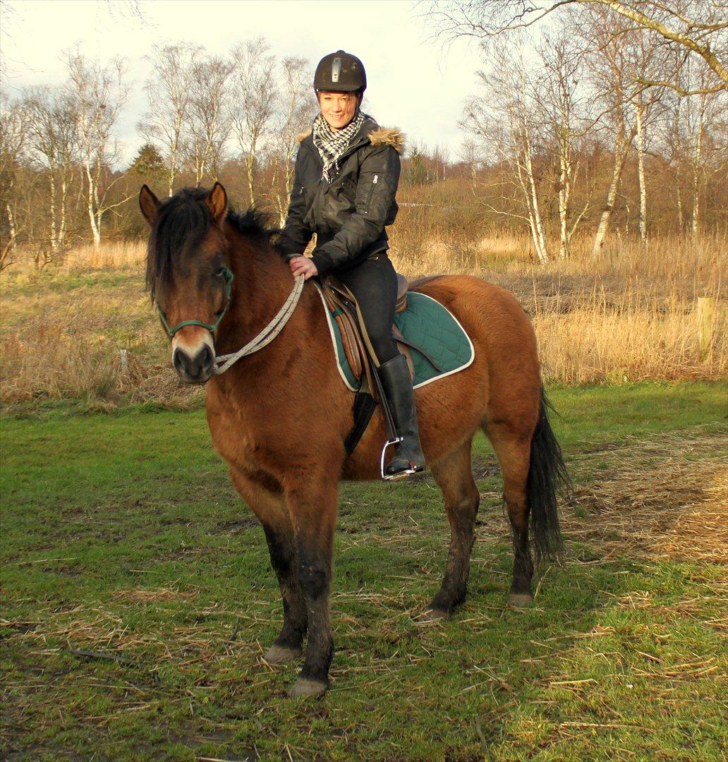 New Forest Horsemosens Tabasco billede 16