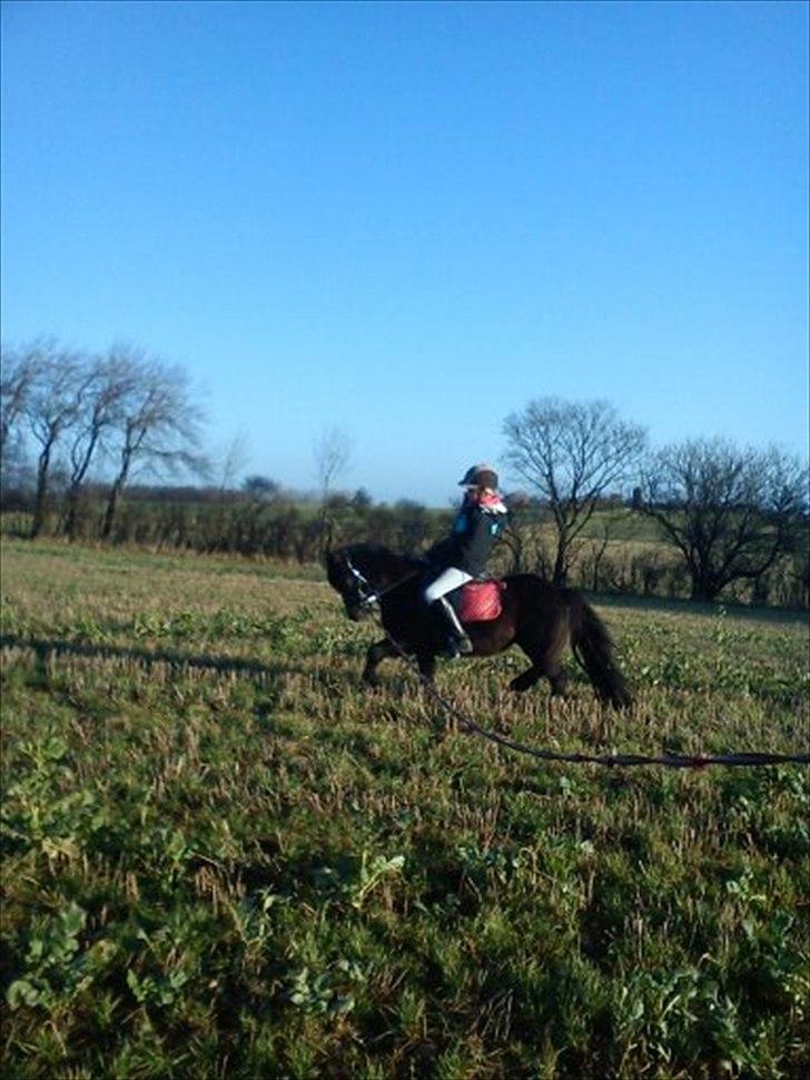 Dartmoor Lullu billede 17