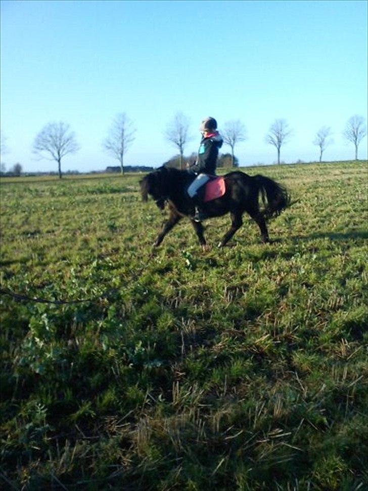 Dartmoor Lullu billede 18