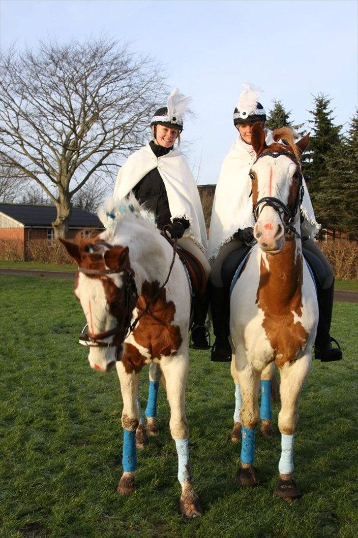 Pinto Nikolaj af Dutterup - Tiro og Nikolaj.. :D Næsssten ens.. :D billede 7