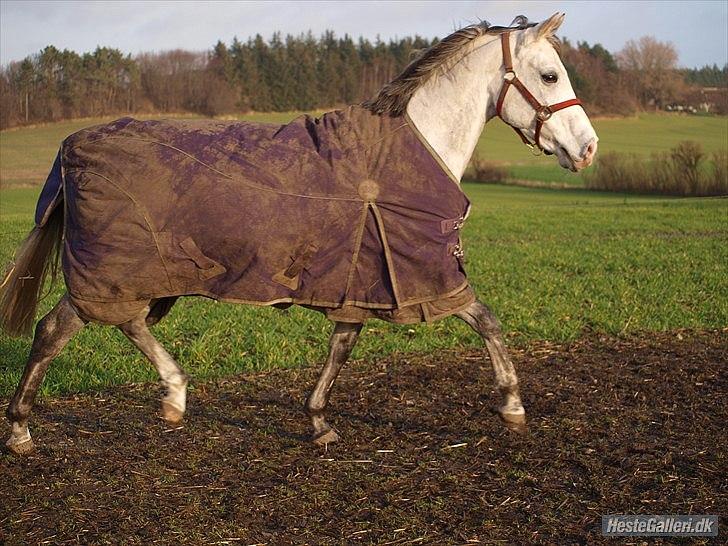 Arabisk fuldblod (OX) Fairytale of Kahlil OX - Fold 1. Juledag billede 4