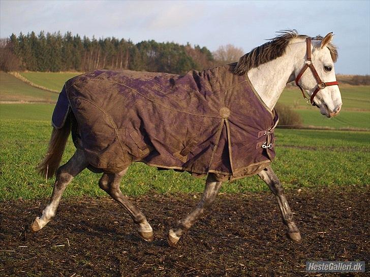 Arabisk fuldblod (OX) Fairytale of Kahlil OX - Fold 1. Juledag billede 8