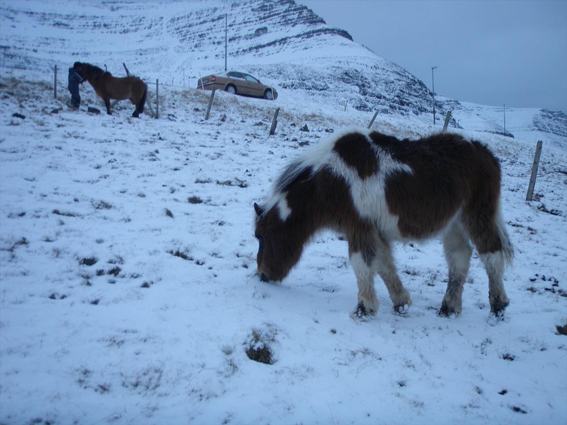 Færøsk hest Njørður [Haft i pleje] billede 16