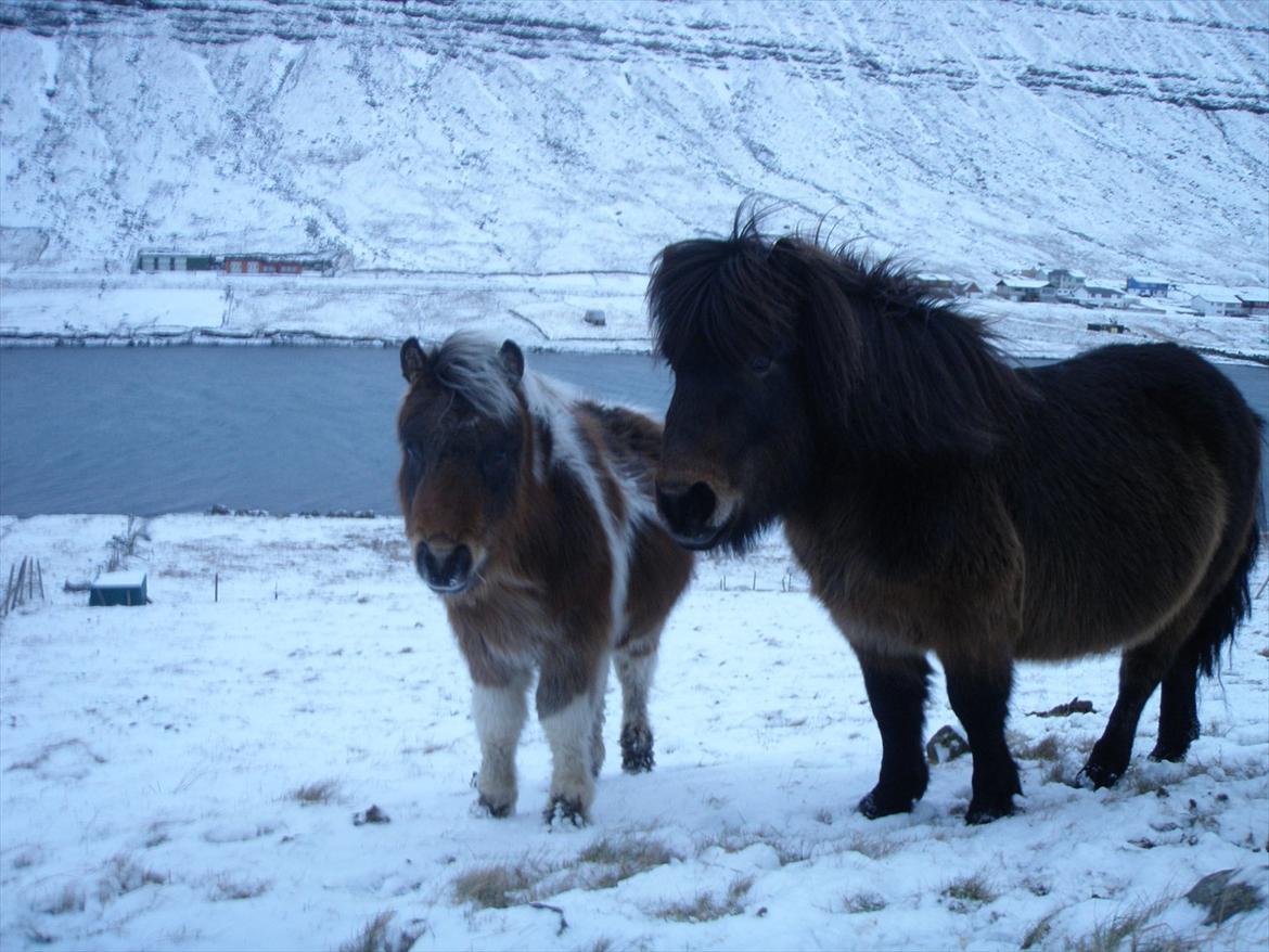 Færøsk hest Njørður [Haft i pleje] billede 13