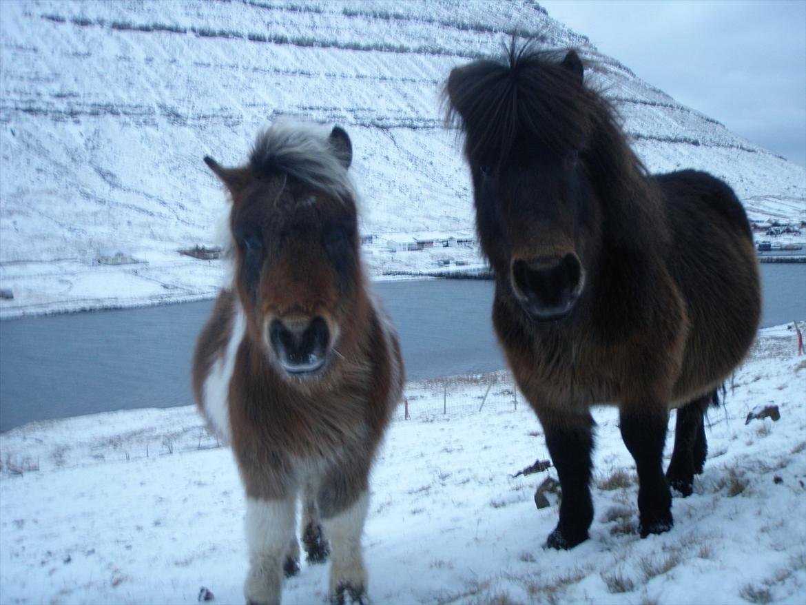 Færøsk hest Njørður [Haft i pleje] - Mine søde bamser (o: billede 5