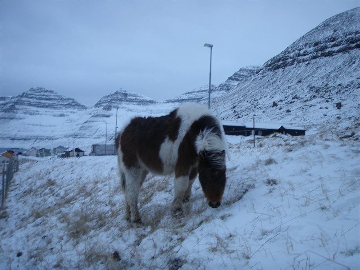 Færøsk hest Njørður [Haft i pleje] billede 20