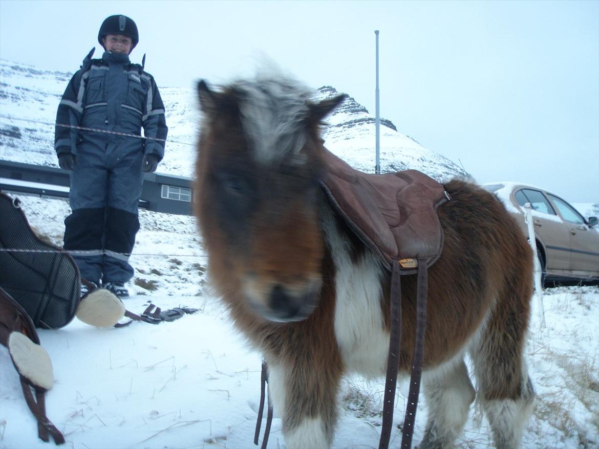 Færøsk hest Njørður [Haft i pleje] - Se hvor fin han blev med ride on pad (= hihi billede 7